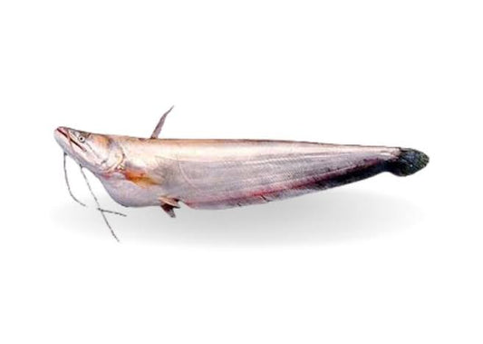 Boalfisk 3 kg +++