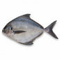 Svart pomfret/Zobeidi 1kg