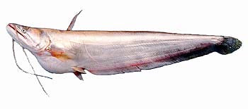 Boal fish ( Bangladesh) 4kg ++79kr/kg